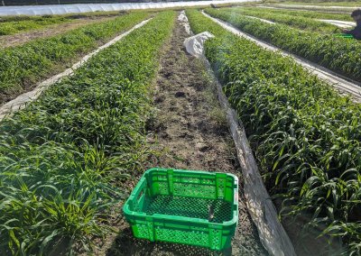 画像3: BUNNY GARDEN農園の生オーツヘイ(100g)